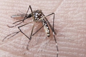 zika 2