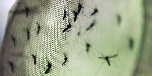 dengue