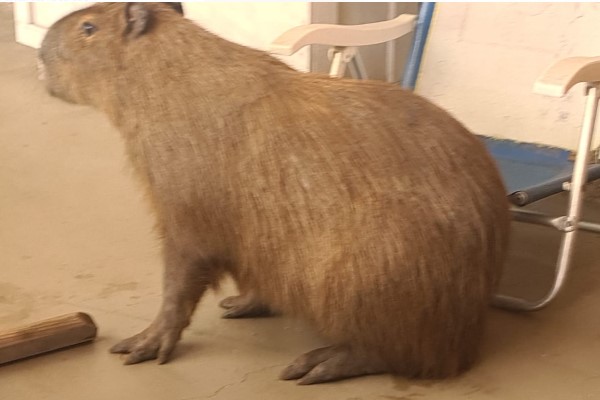 Capivara aparece na região sul de Curitiba e passa noite debaixo de pé de limão