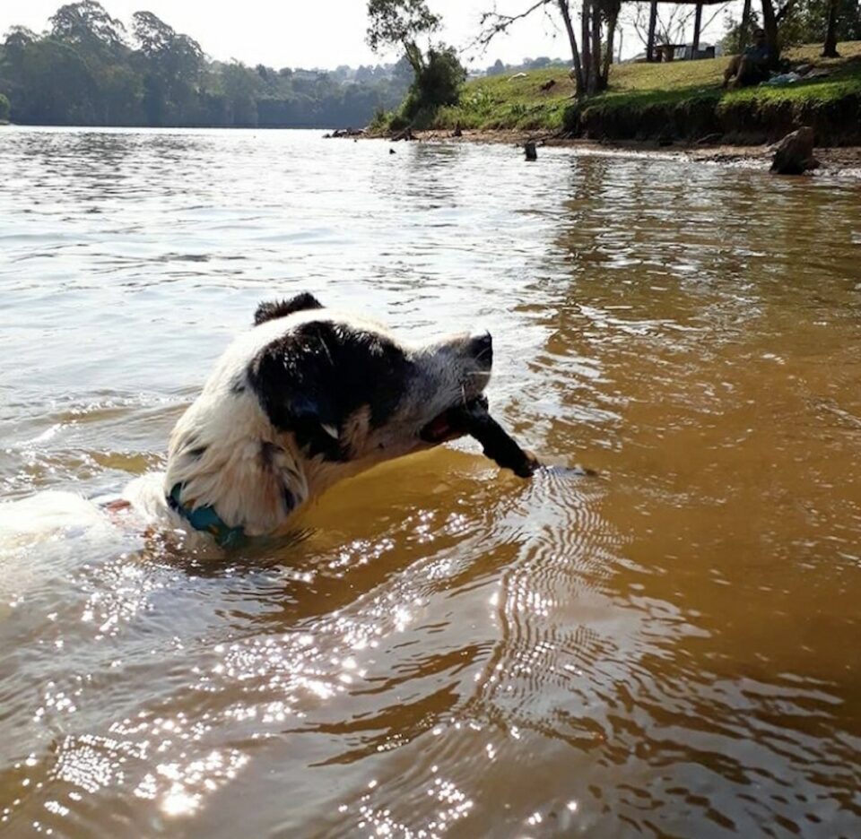 passeios pet friendly no parque