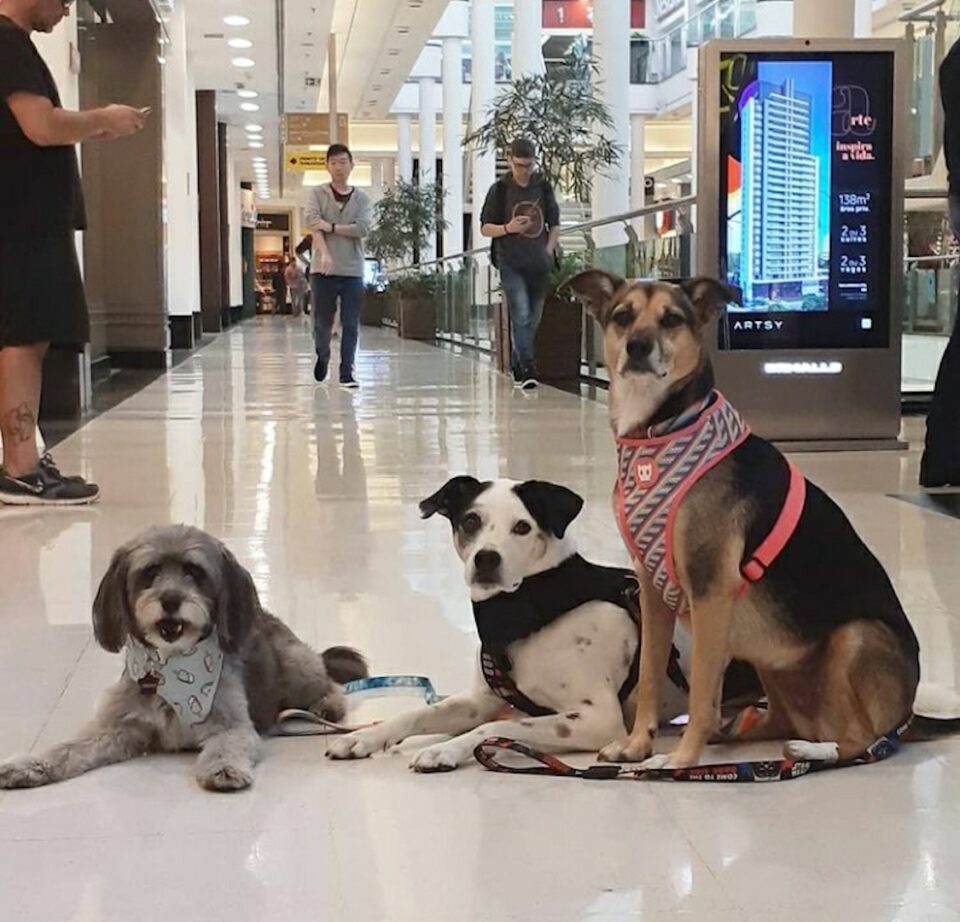 passseio pet friendly no shopping