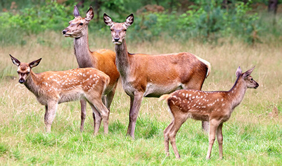 Ibama pode autorizar abate de animais contaminados no Pampas Safari (RS)