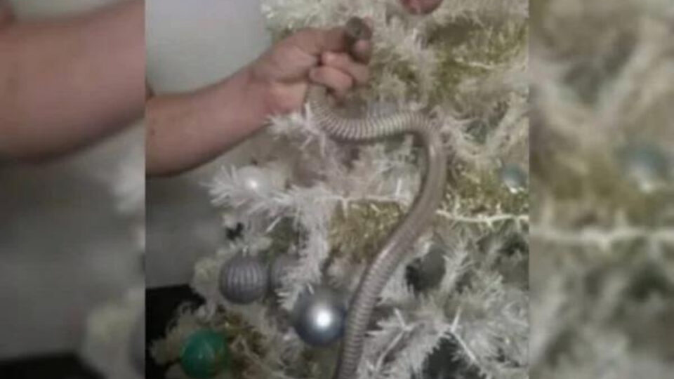 Família encontra cobra escondida em árvore de natal
