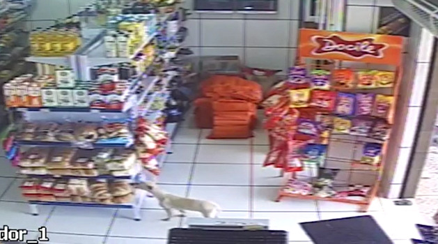 Cachorra furtando pão