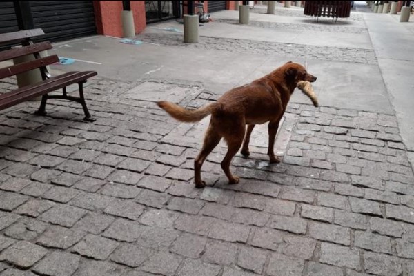 Morre Cão Benato, mascote da Rua da Cidadania de Santa Felicidade