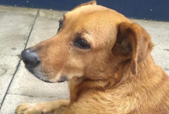 Morre Cão Benato, mascote da Rua da Cidadania de Santa Felicidade