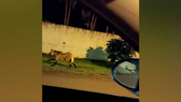 Lobo-guará