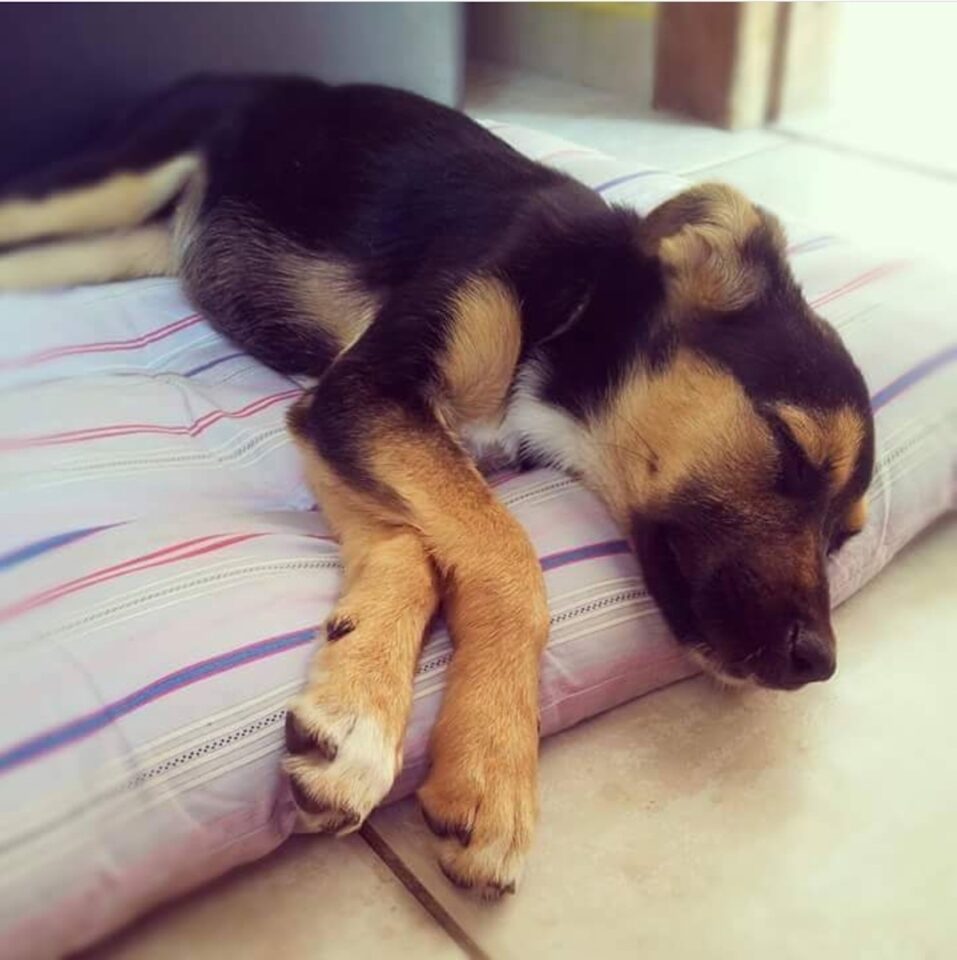 O que devo fazer para resgatar um cachorro de rua?