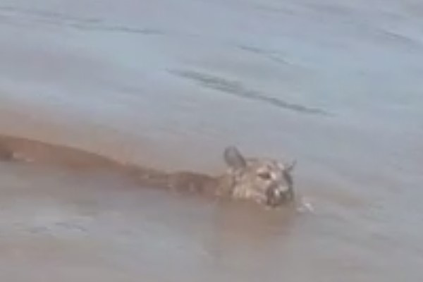 Onça nada tranquila nas águas do Rio Piquiri e pescadores registram cena; assista Onça nada tranquila nas águas do Rio Piquiri e pescadores registram cena; assista