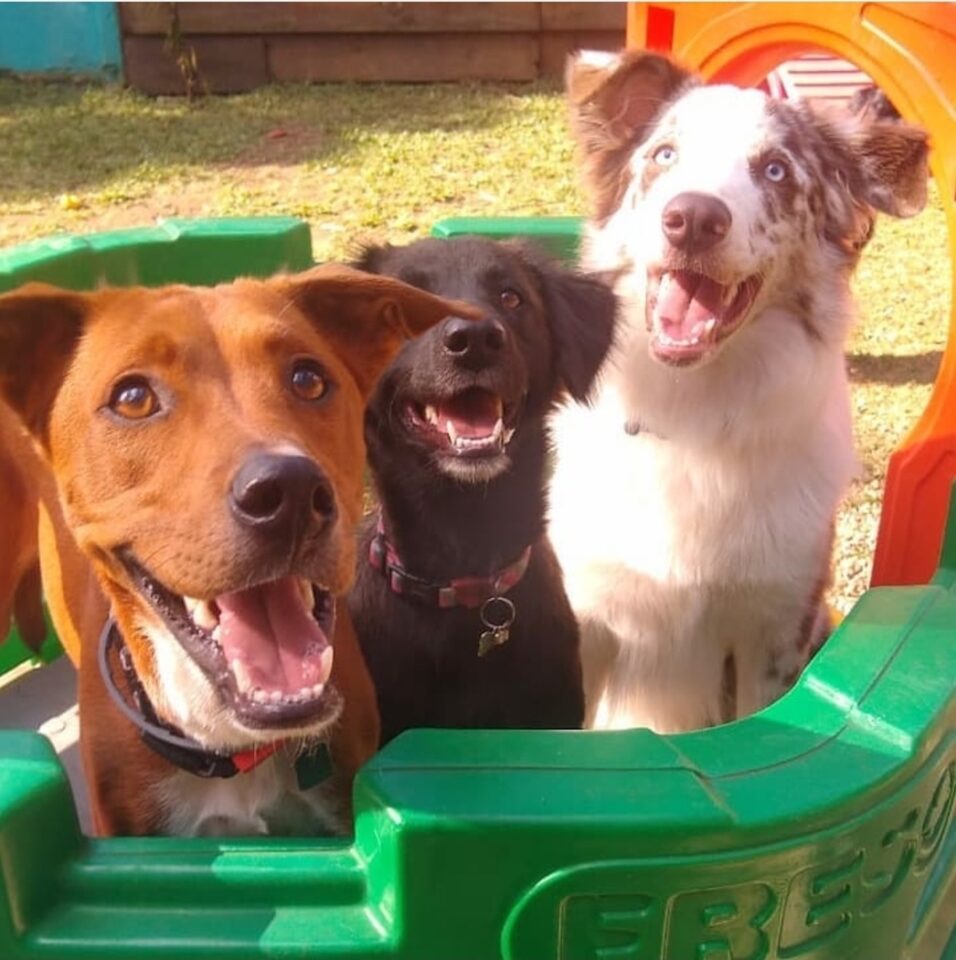 Quero viajar no final do ano, o que devo fazer com meu cachorro?