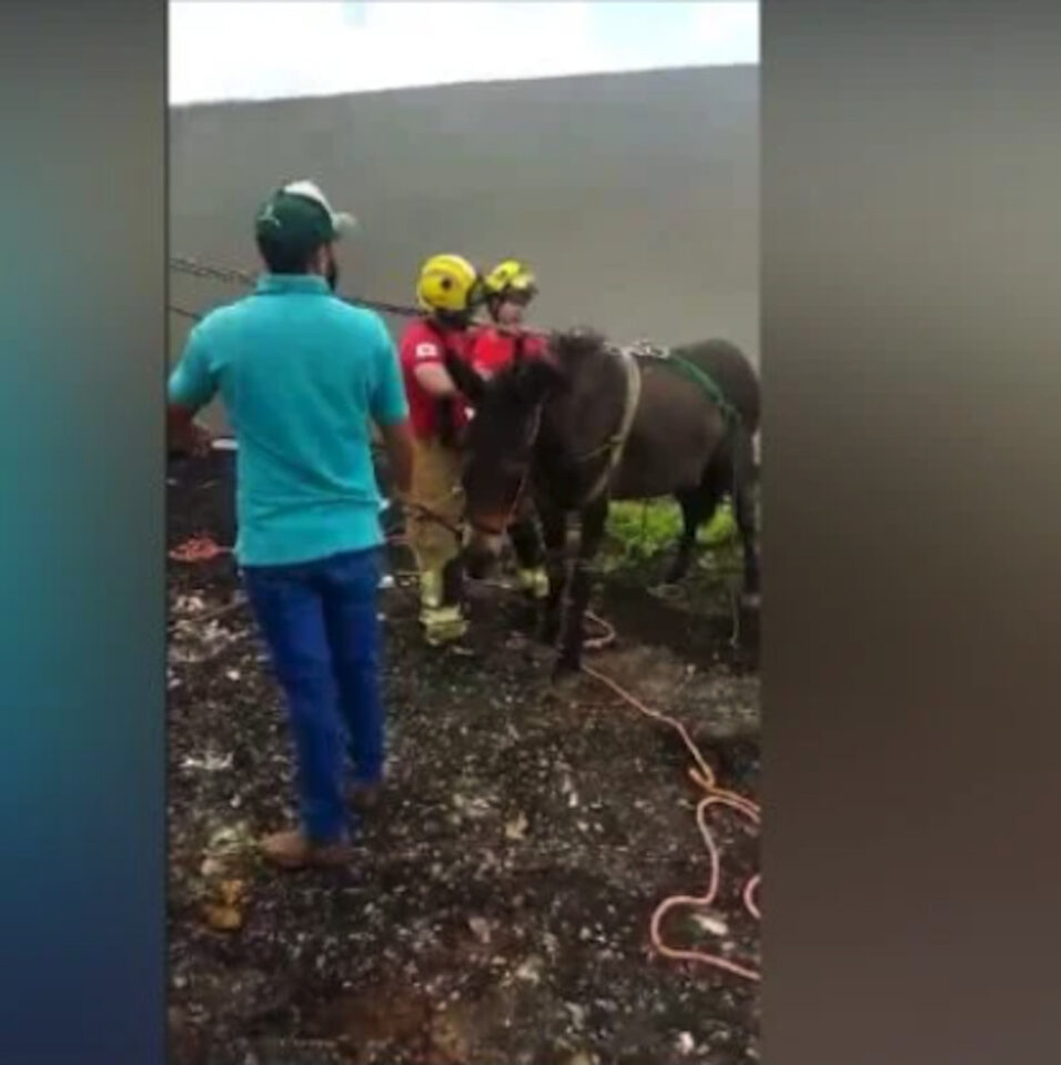 Dá para acreditar? Mula sobe em telhado de casa e é resgatada pelos bombeiros
