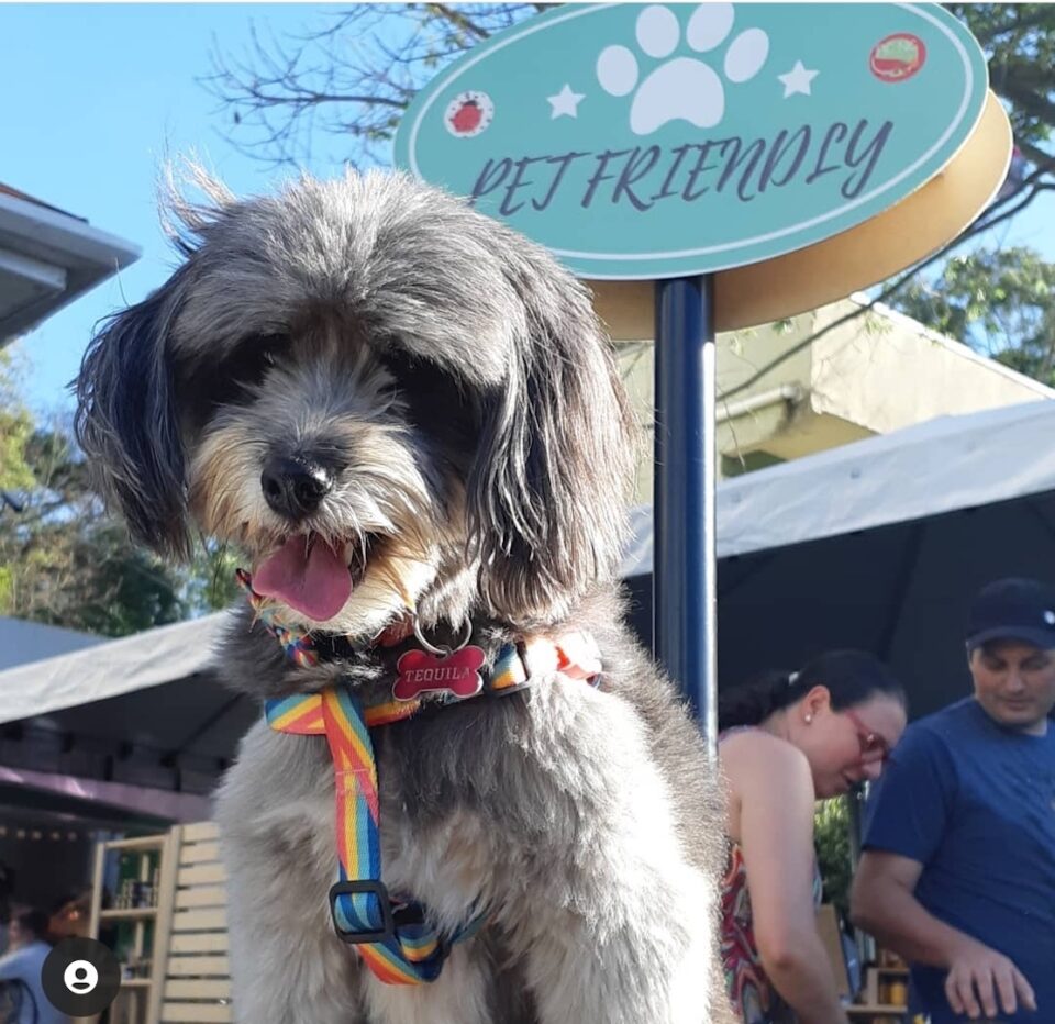 Eventos pet friendly tomam conta da programação do final de semana em Curitiba