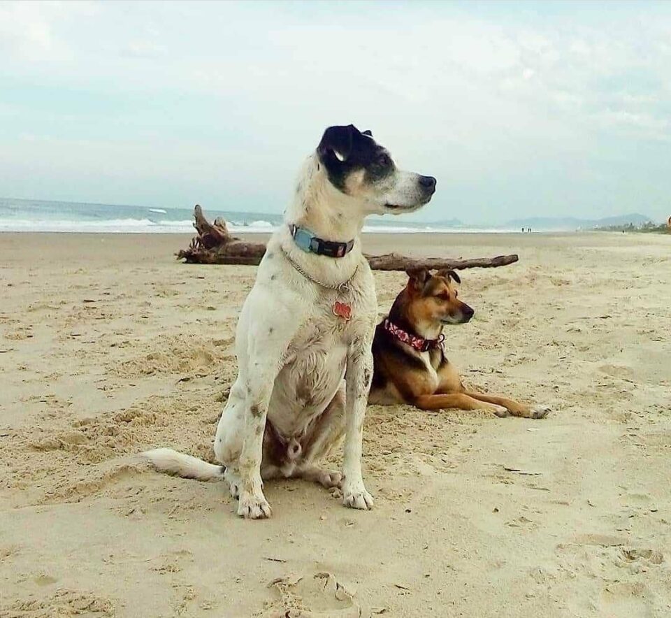 Quero levar meu cachorro para a praia. Quais cuidados eu devo tomar?