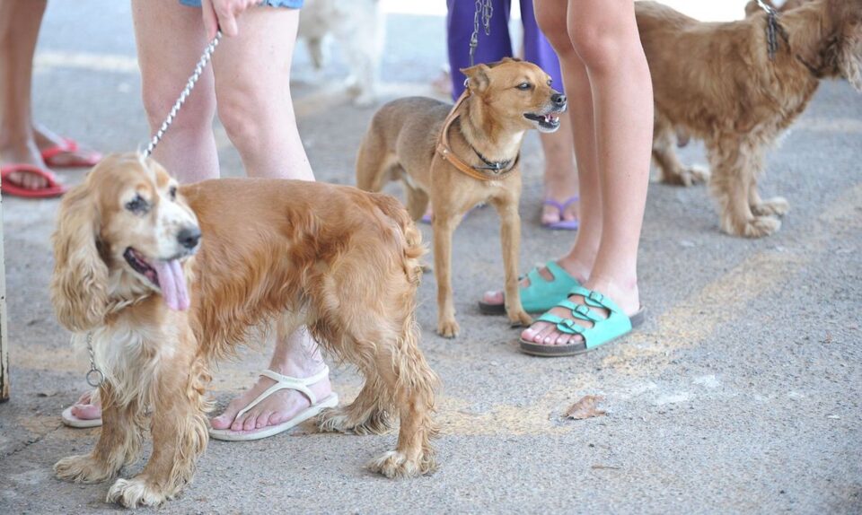 Hotéis para pets estarão lotados no fim de ano na RMC; especialista dá dicas para tornar a estadia tranquila