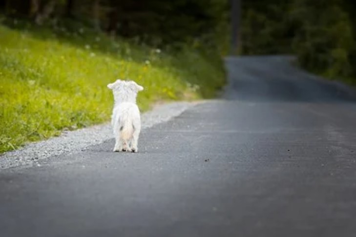Dezembro é o mês com mais abandonos de animais, destaca delegado