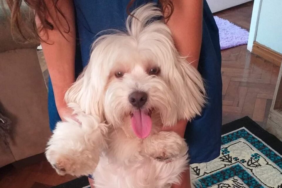 Cão de 2 anos desaparece no Xaxim após ser visto pela última vez em shopping; criança está desolada  