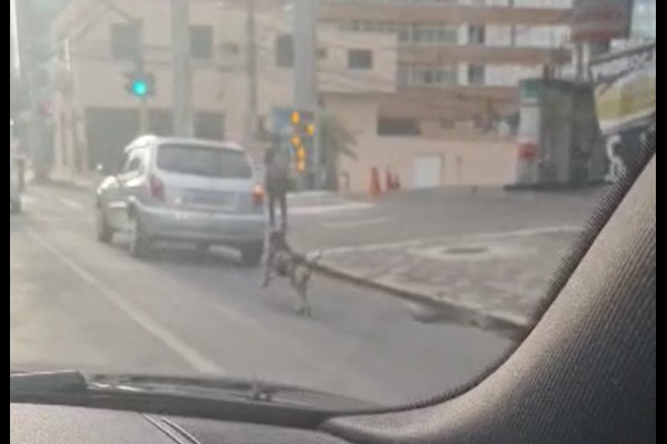 Vídeo: Suposto abandono de cão na Avenida do Batel chama atenção e causa revolta