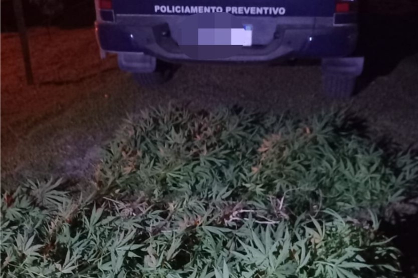 Caseiro de chácara de Campo Largo é preso em flagrante pelo cultivo de maconha no local