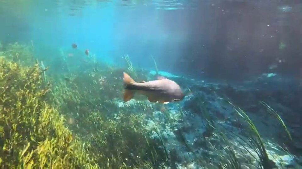 Bonito (MS) Ecoturismo