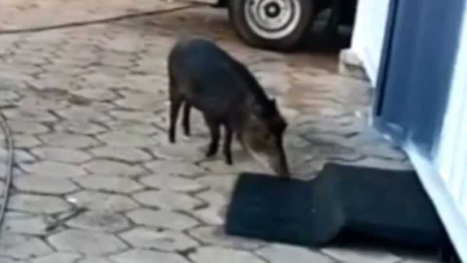 Vídeo: porco-do-mato sai de rio transbordado e provoca correria em GO Vídeo: porco-do-mato sai de rio transbordado e provoca correria em GO