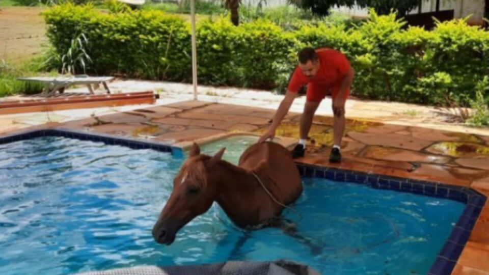 Em dia de forte calor, égua cai na piscina, aproveita para se refrescar e bombeiros registram o momento Em dia de forte calor, égua cai na piscina, aproveita para se refrescar e bombeiros registram o momento