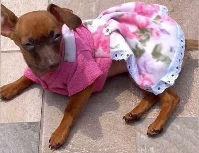 Mulher é flagrada com cachorra desaparecida e tutora reivindica animal: 'Agindo de má-fé' 