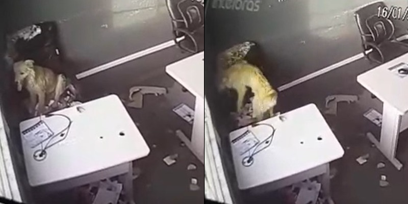 Cão destrói loja em Araucária e dono tem prejuízo de R$ 8 mil