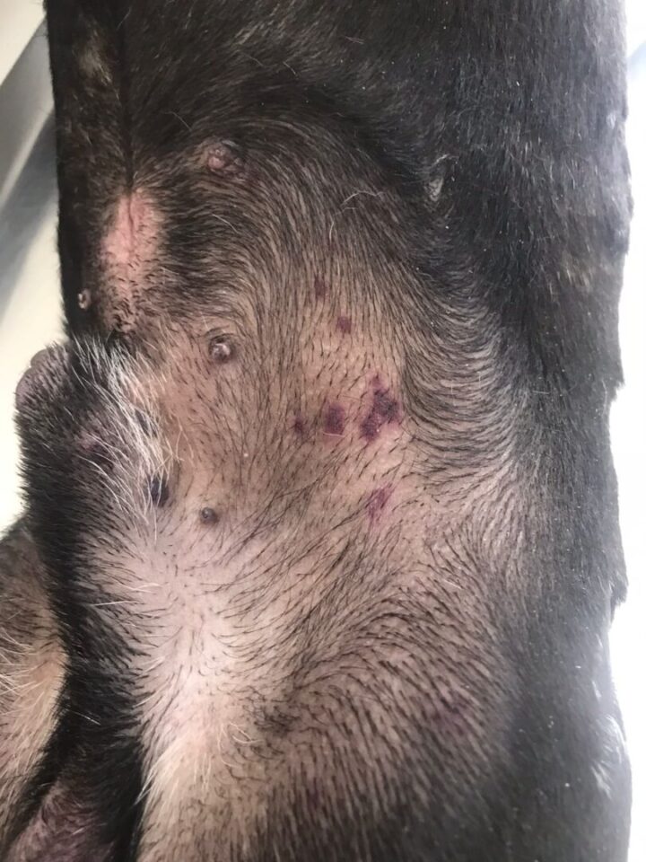 Homem volta de viagem e recebe bulldog morto após deixá-lo em hotel para cães na RMC