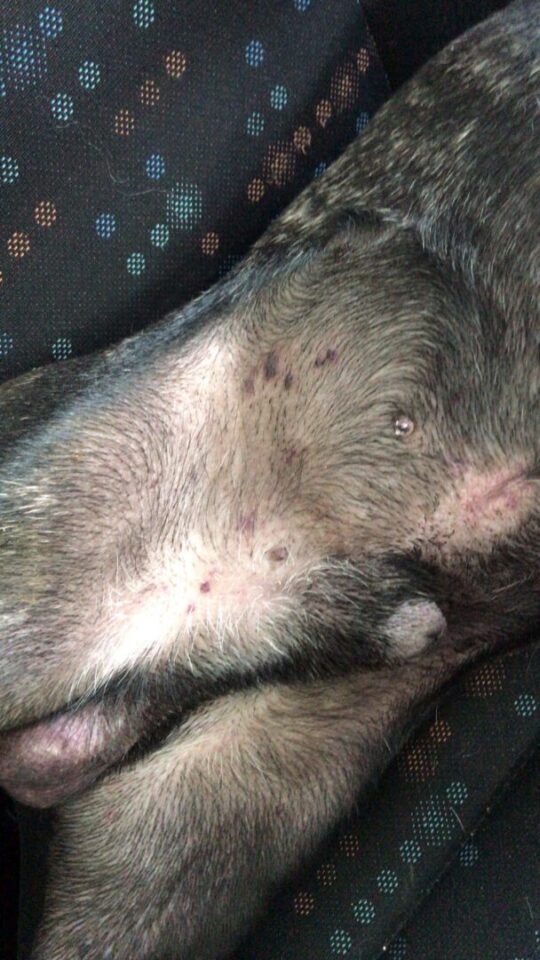 Homem volta de viagem e recebe bulldog morto após deixá-lo em hotel para cães na RMC