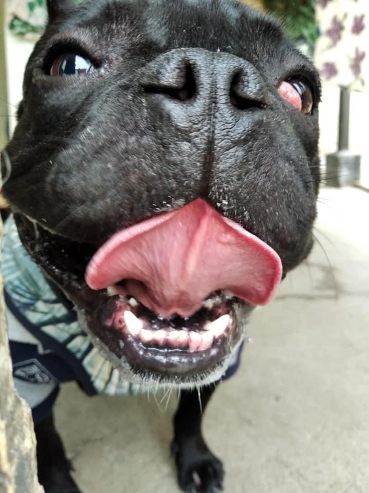 Homem volta de viagem e recebe bulldog morto após deixá-lo em hotel para cães na RMC