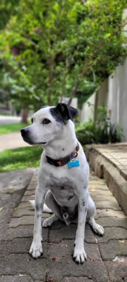 cães