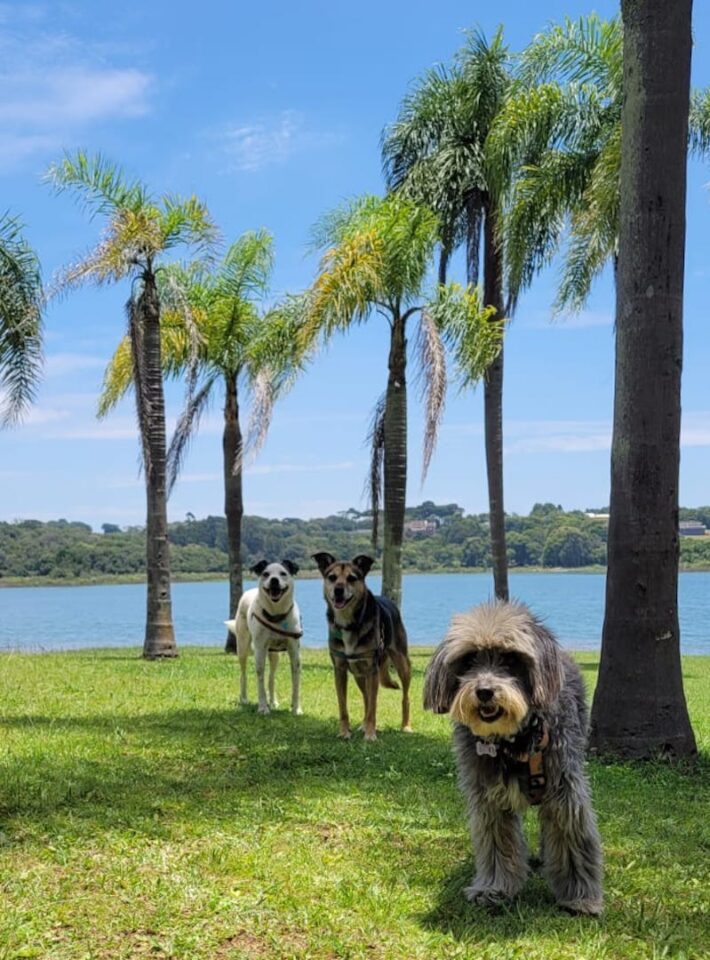 Parque Passaúna é a "praia" do curitibano nos dias quentes e um ótimo lugar para levar seu cachorro