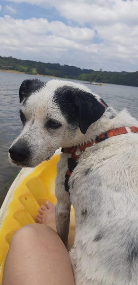 Parque Passaúna é a "praia" do curitibano nos dias quentes e um ótimo lugar para levar seu cachorro