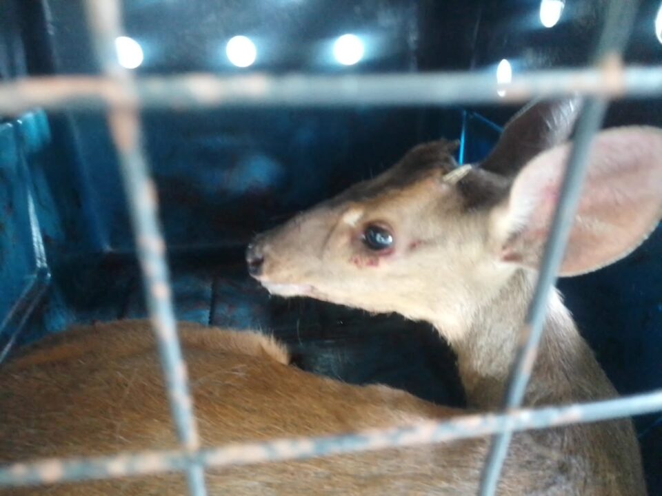 Veado-campeiro é atacado por cães, se abriga em casa de moradora e é resgatado em Araucária