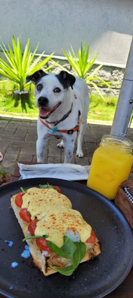 Por que tem gente que não gosta de cachorro?