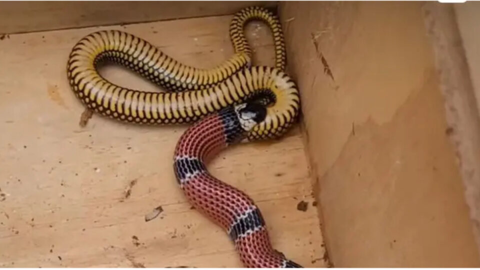 Vídeo: coral-verdadeira vomita outra cobra após resgate Vídeo: coral-verdadeira vomita outra cobra após resgate