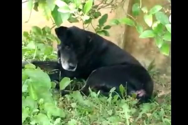 Cão é atropelado em rua de Araucária e deixado gravemente ferido no local pelo motorista Cão é atropelado em rua de Araucária e deixado gravemente ferido no local pelo motorista