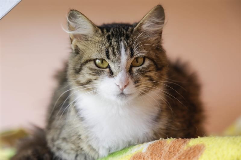 Mutirão para castrar cães e gatos no Tatuquara terá 2,3 mil vagas; veja datas e novas regras Mutirão para castrar cães e gatos no Tatuquara terá 2,3 mil vagas; veja datas e novas regras