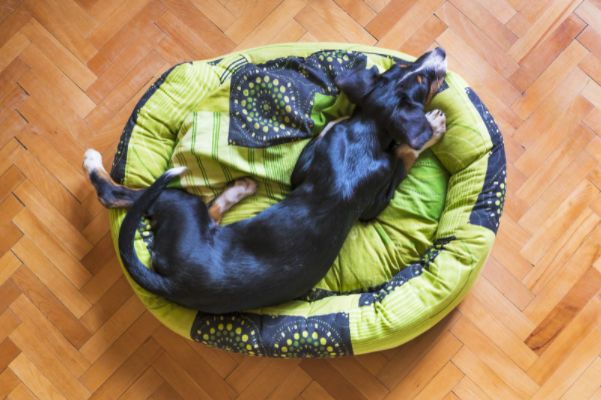 Como fazer caminha de cachorro de forma mais acessível?