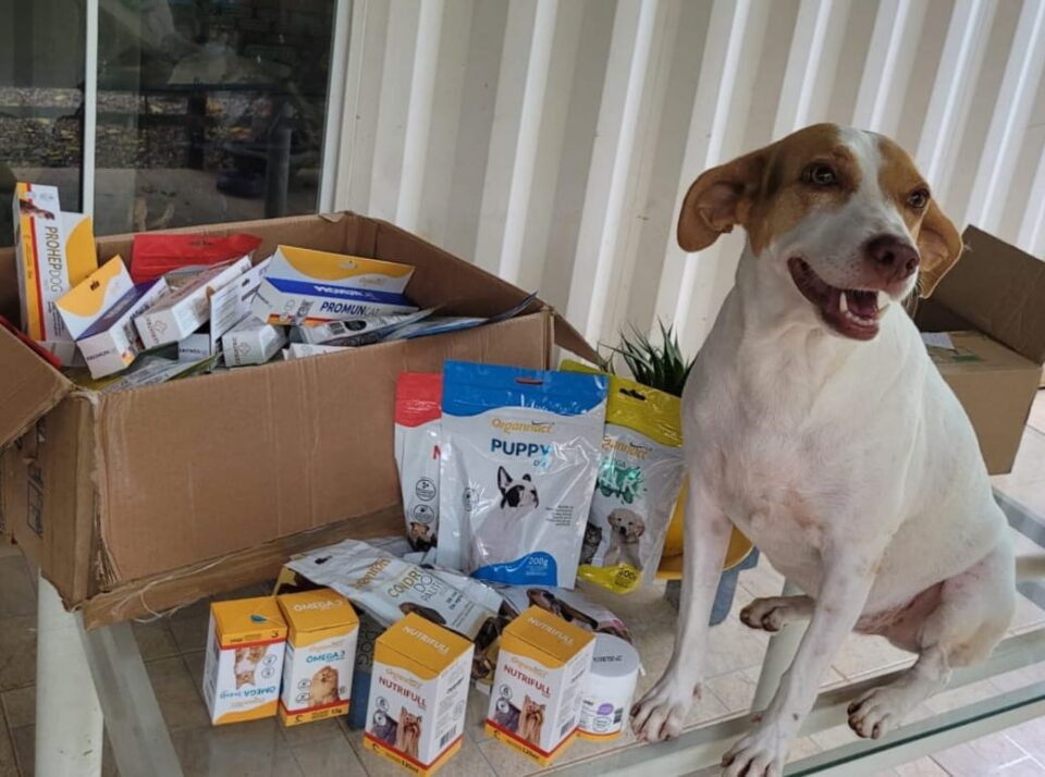 projeto pets