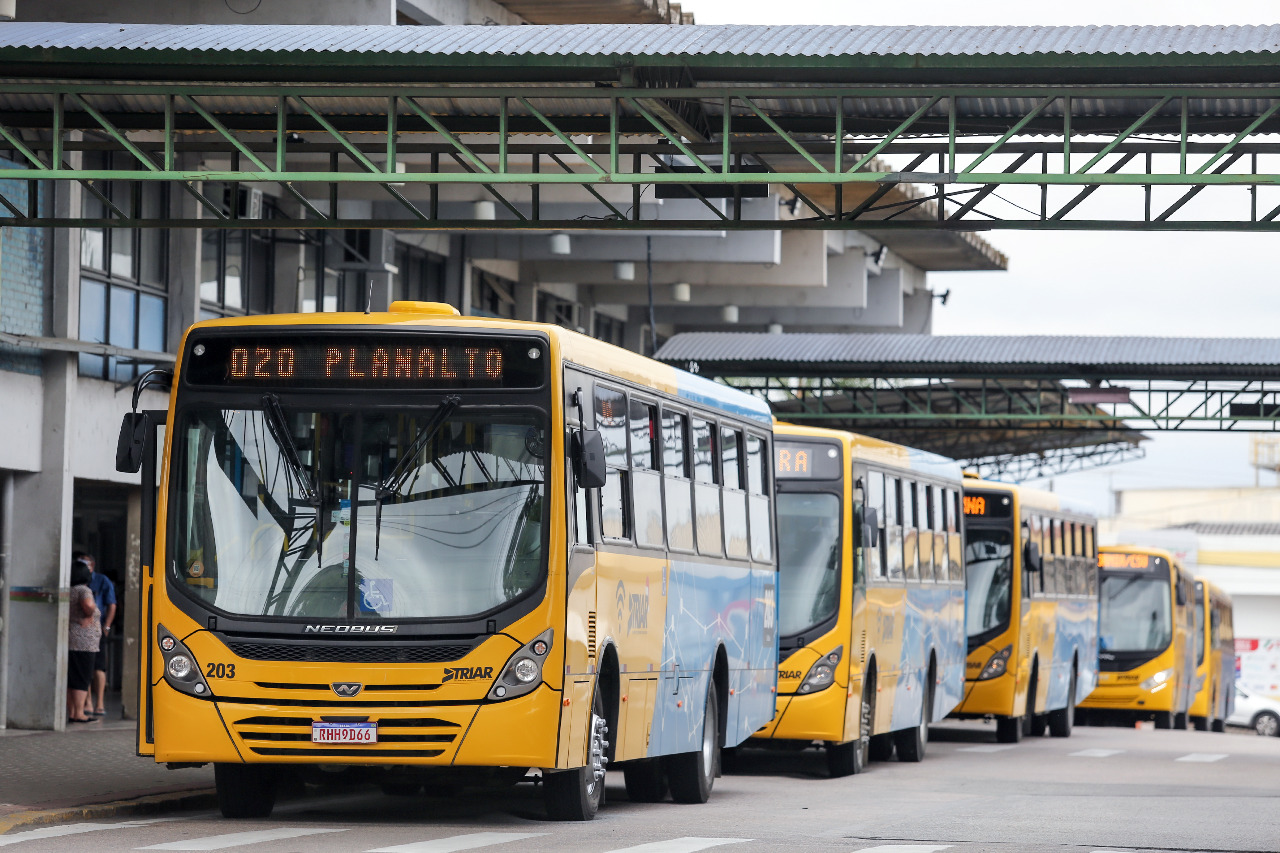 ônibus araucária