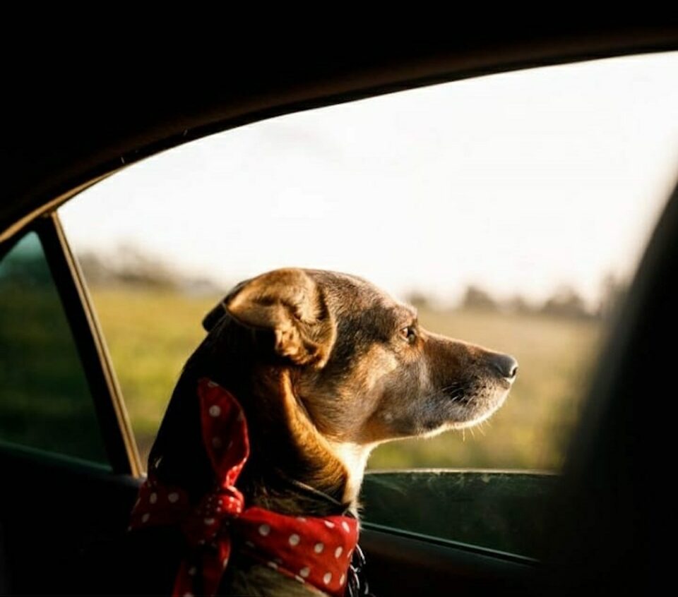 Seis serviços exclusivos para cachorros que você não sabia que existiam