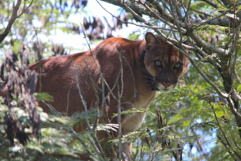 Batizada de Leôncio, onça-parda atropelada no Paraná é solta na natureza quase 3 anos após acidente