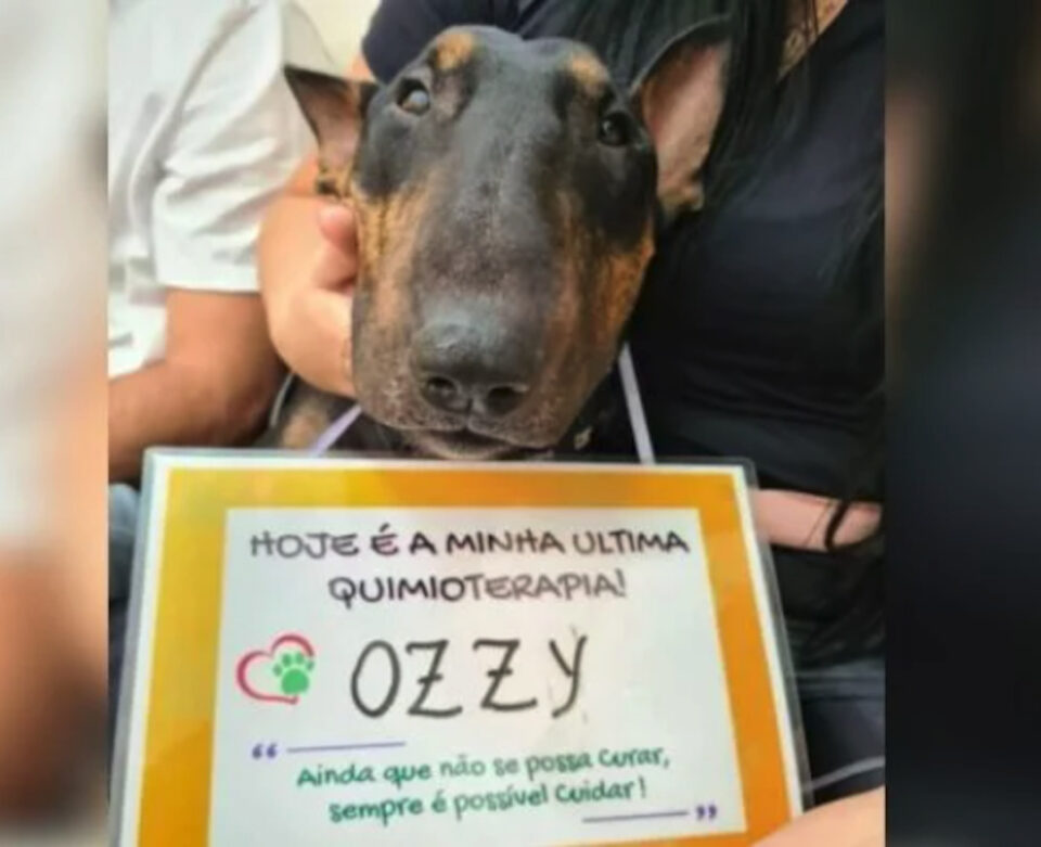 Cão influencer morre de câncer poucos dias após última quimioterapia