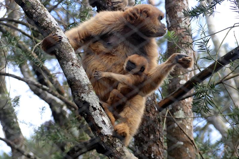 Pinhão e mel entram no cardápio do Zoo para animais se protegerem do frio