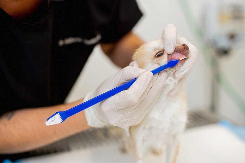 Descuido com a saúde bucal pode reduzir tempo de vida dos pets