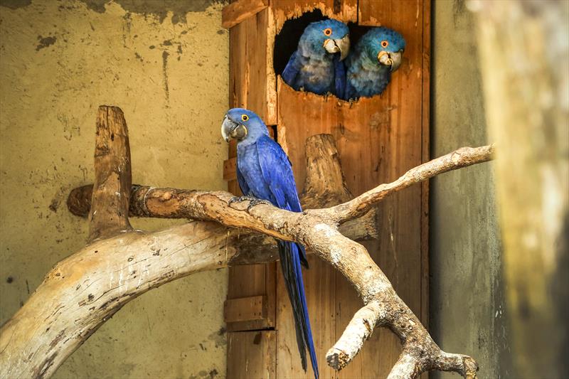 animais zoo
