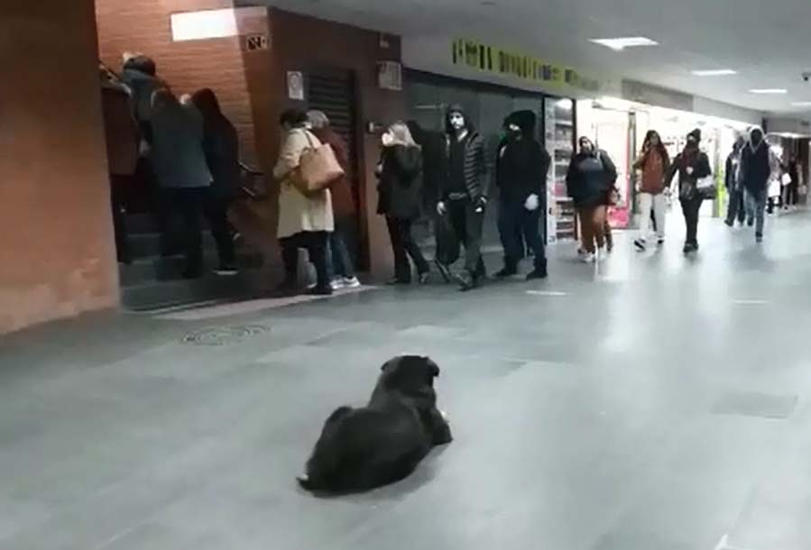terminal Santa Cândida cachorro