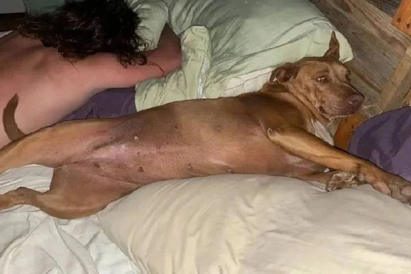 casal-acorda-com-cachorra-desconhecida-na-cama-600x400