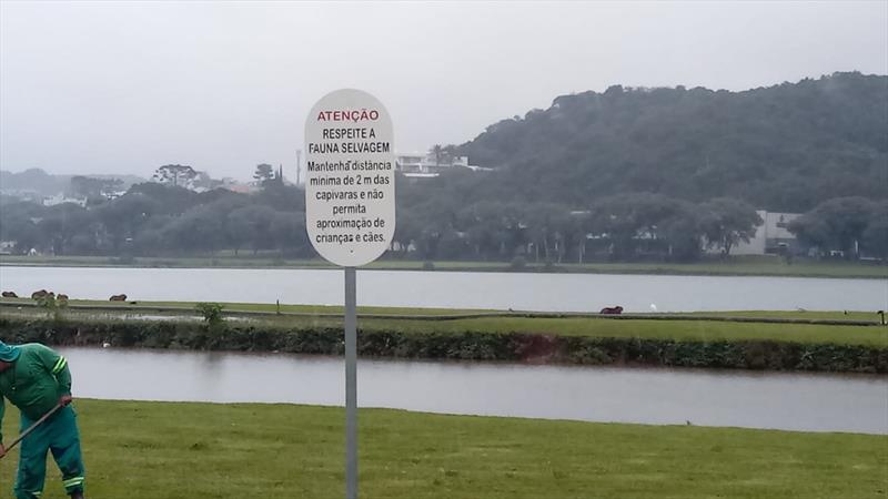 placas capivaras